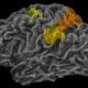 The location of the ‘physics engine’ in the brain is highlighted in color in this illustration. (Images: Jason Fischer/JHU)